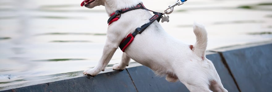 Comment mettre un harnais pour chien facilement